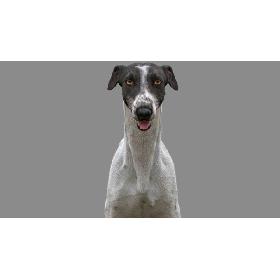 3D Greyhound (4) (Fur) model